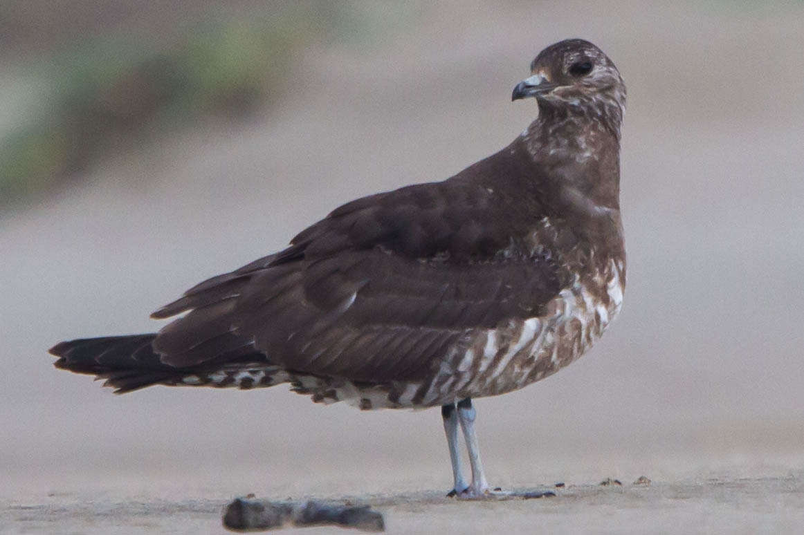 Image of Arctic Skua