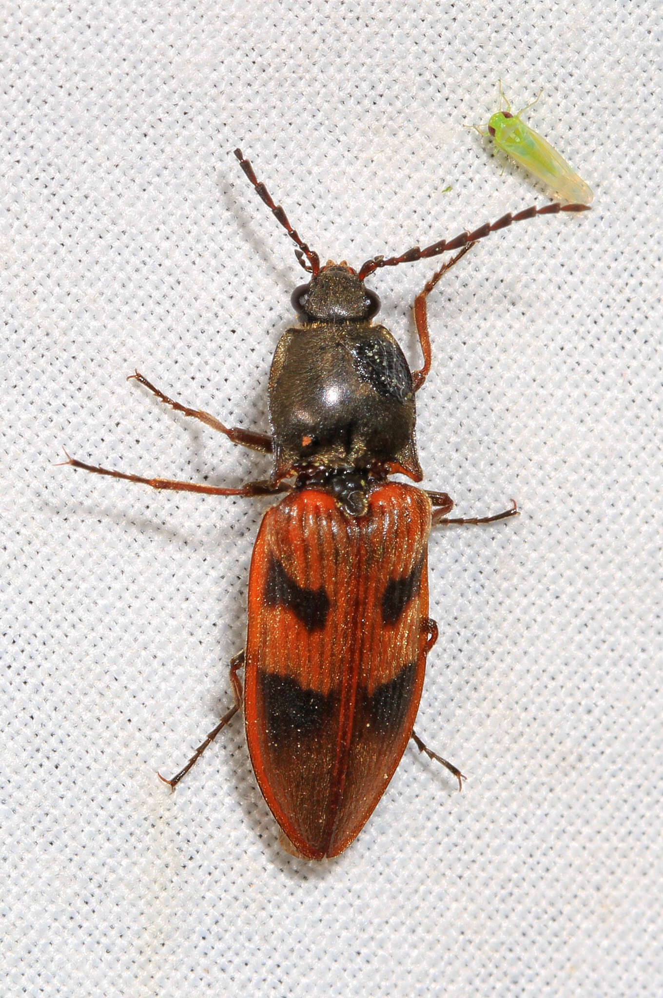 Image of Elateridae