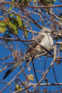 Image of Scissor-tailed Flycatcher