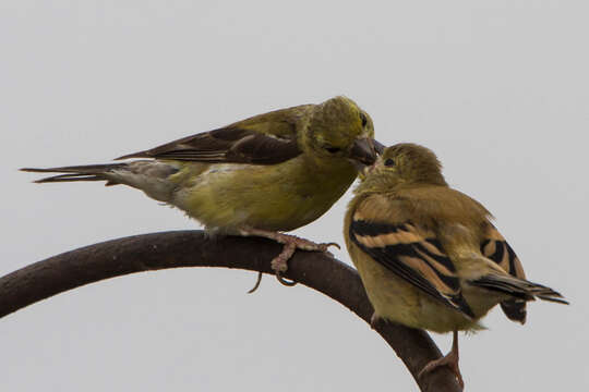 Imagem de Spinus tristis (Linnaeus 1758)