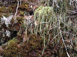 Image of cup lichen