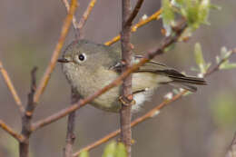 Image of goldcrests and kinglets