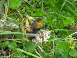 صورة Bombus robustus Smith 1854