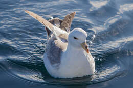 Image of Fulmar