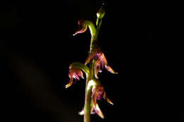 Image of Tiny midge-orchid