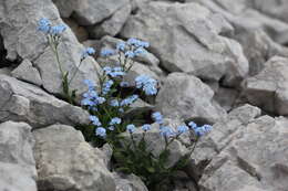 Image of Alpine forget-me-not