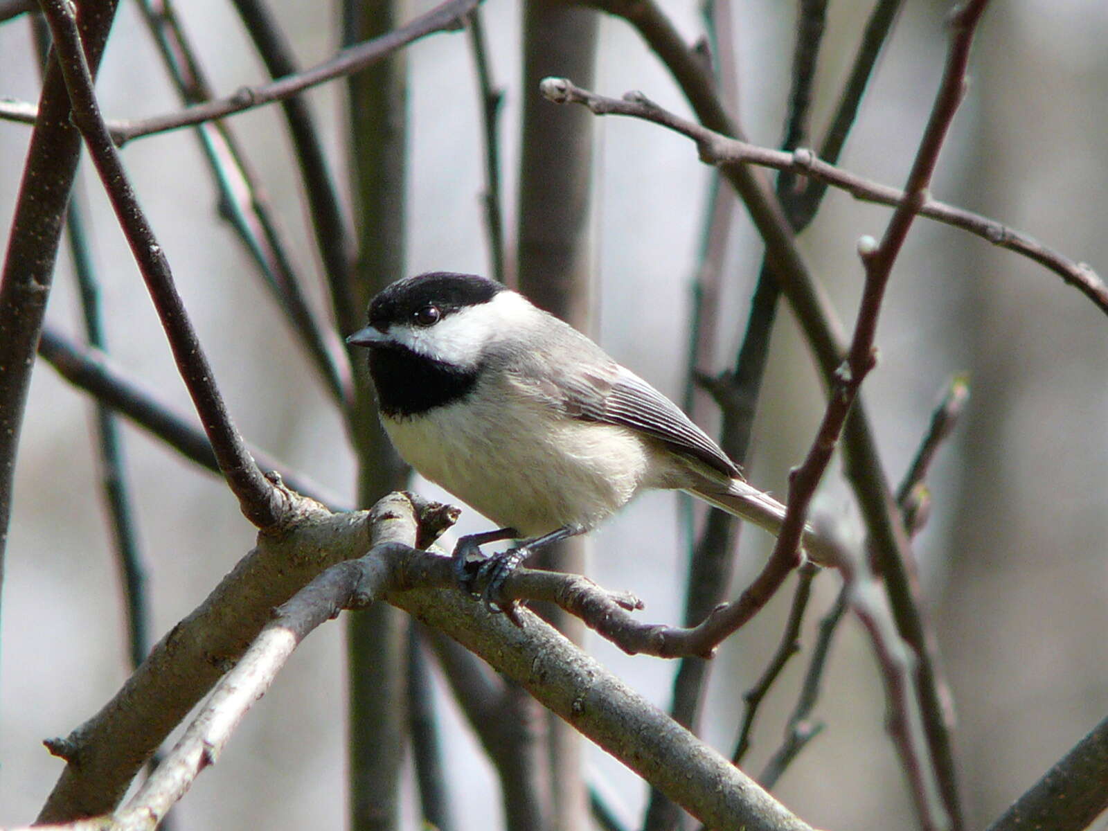 Image of Chickadee