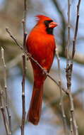 Image of Cardinalis Bonaparte 1838