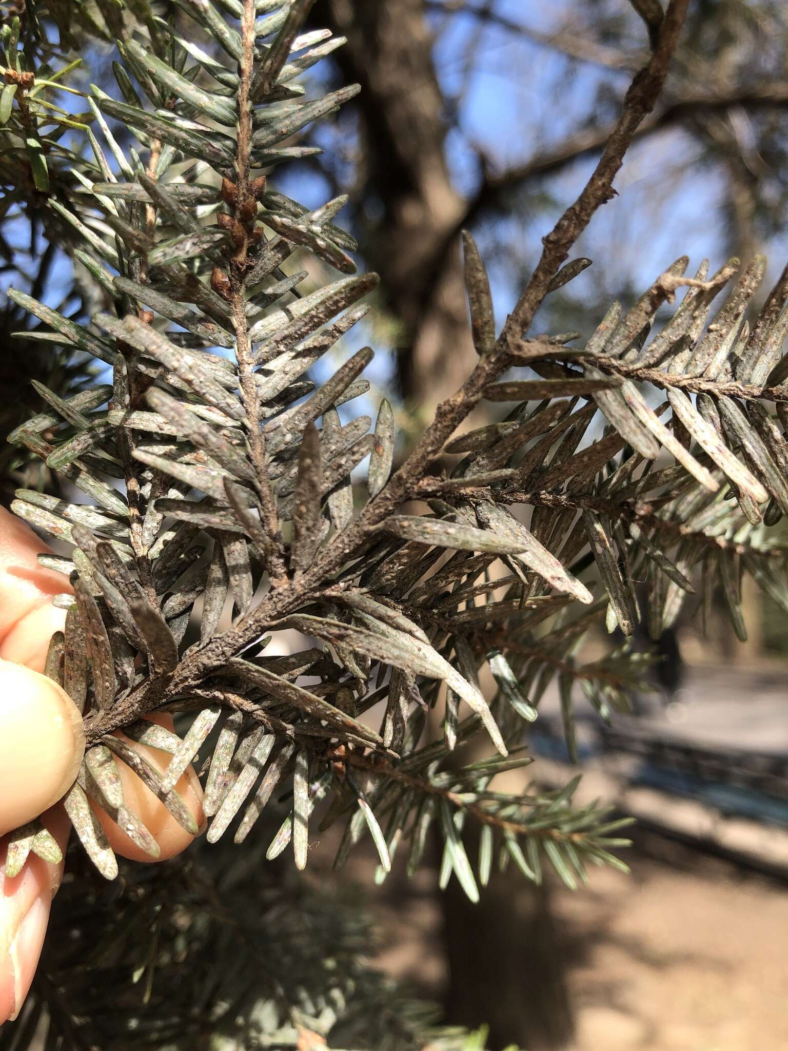 Image of Elongate hemlock scale