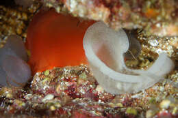 Image of peach seaslug