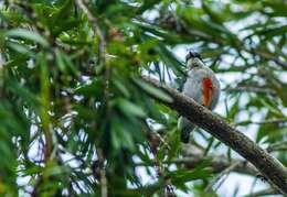 Image of Red-keeled Flowerpecker