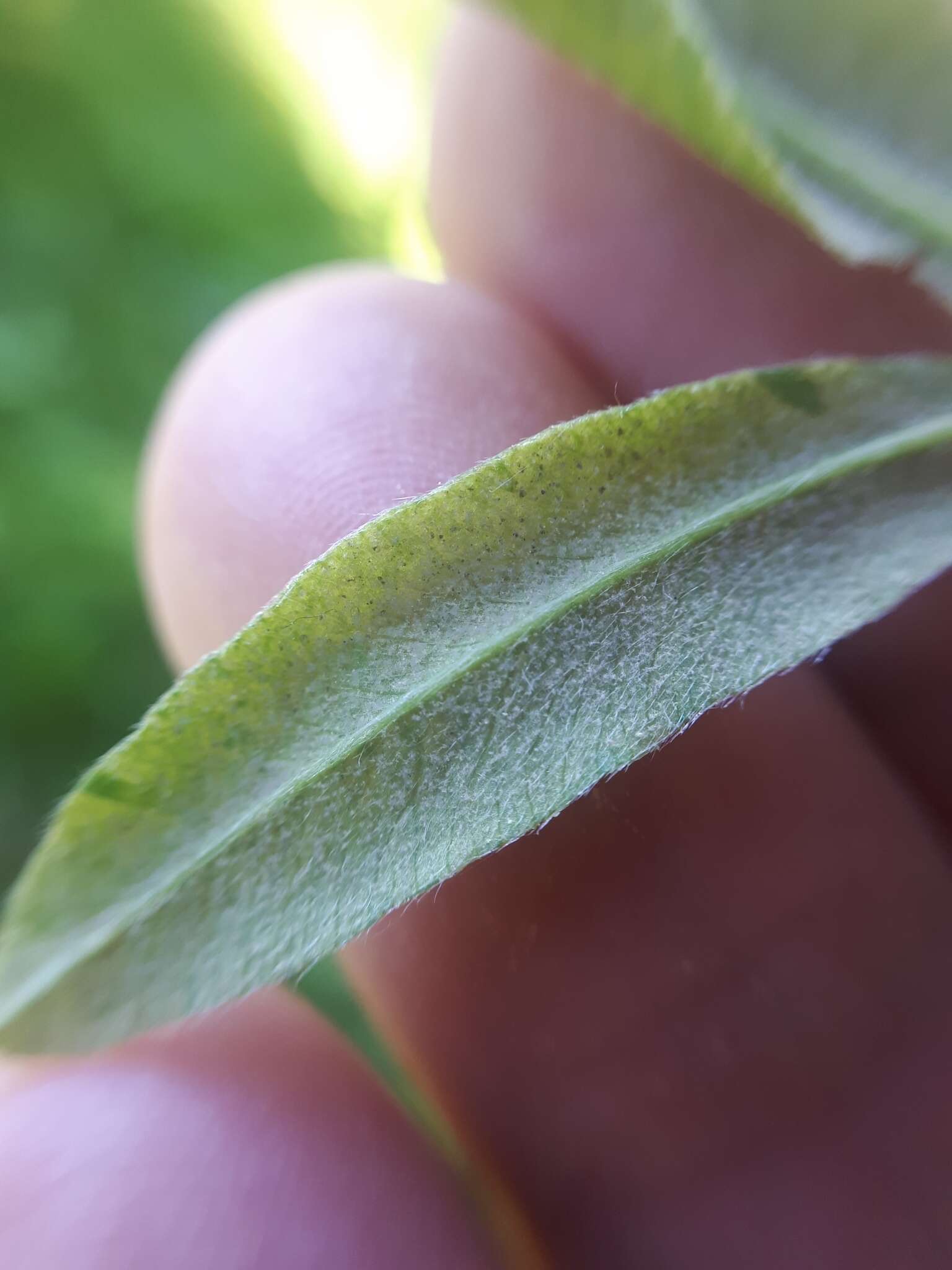 Imagem de Peronospora trifoliorum