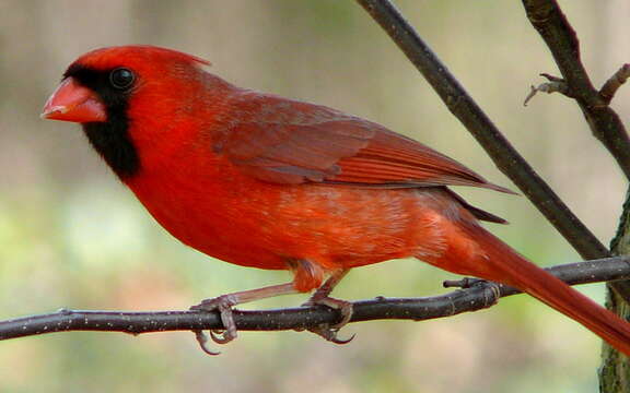 Слика од Cardinalis Bonaparte 1838