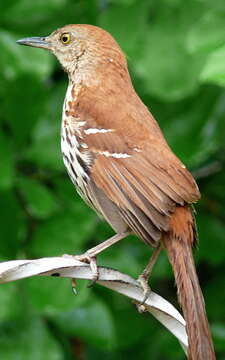 Image of Toxostoma Wagler 1831