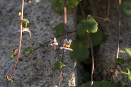 Image of Cymbalaria longipes (Boiss. & Heldr.) A. Cheval.