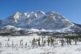 Слика од американски ариш