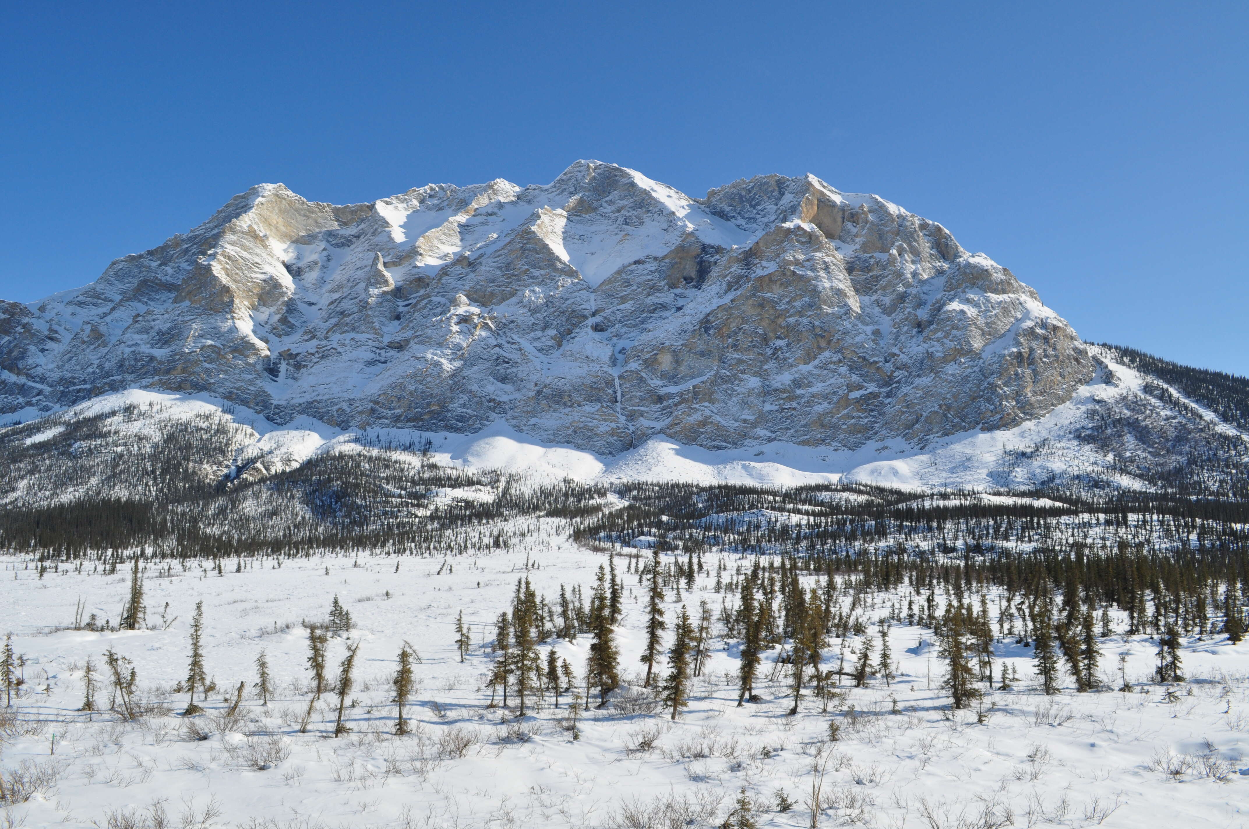 Слика од американски ариш