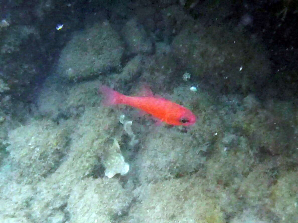 Image of Cardinal Fish