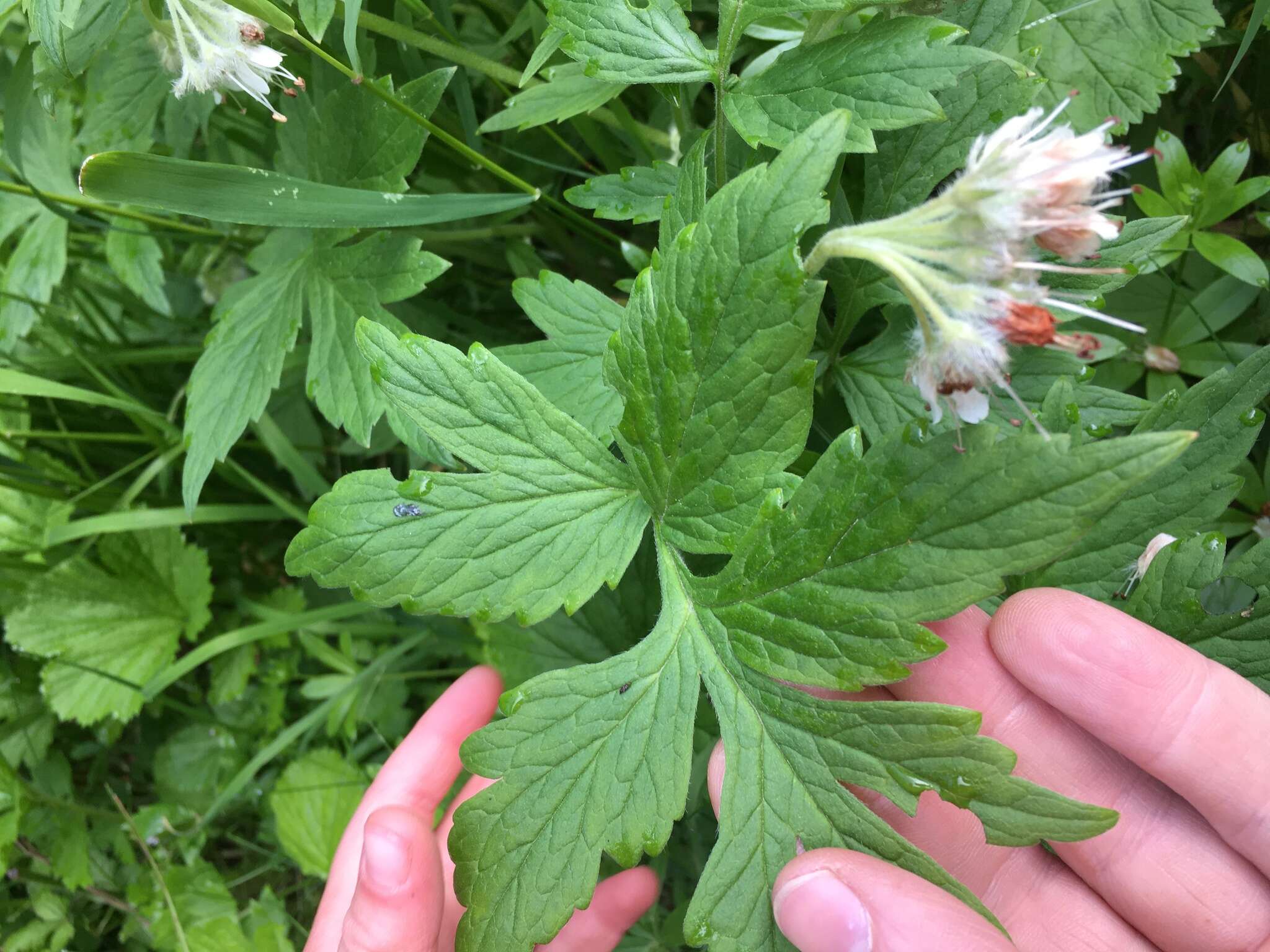 Image of Fendler's Waterleaf