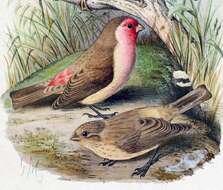 Image of Pale Rosefinch