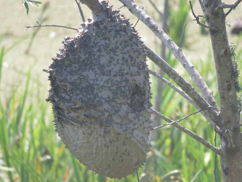 Polybia scutellaris (White 1841)的圖片