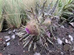 Image of Cirsium nivale (Kunth) Sch. Bip.