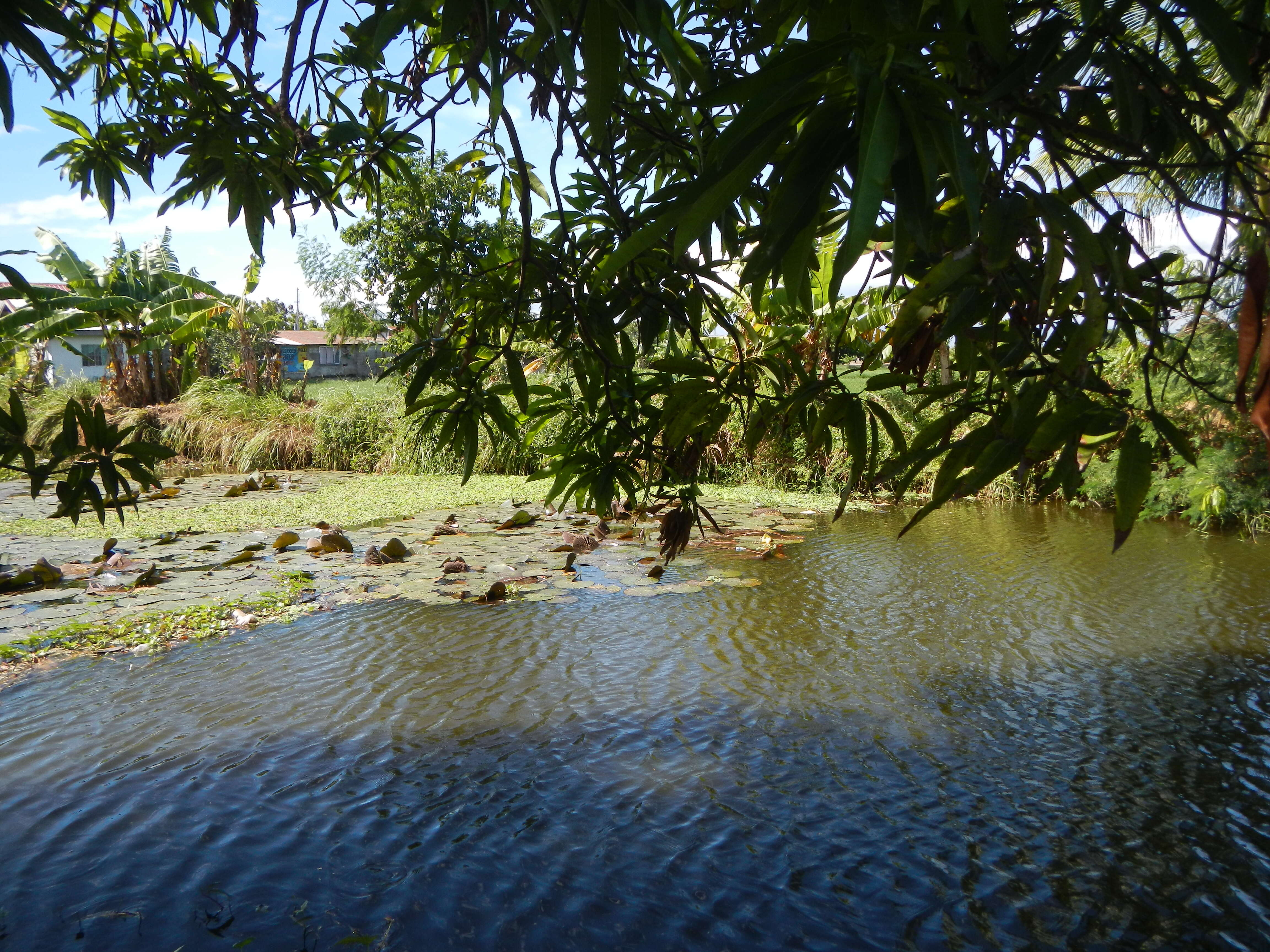 Image of waterlily