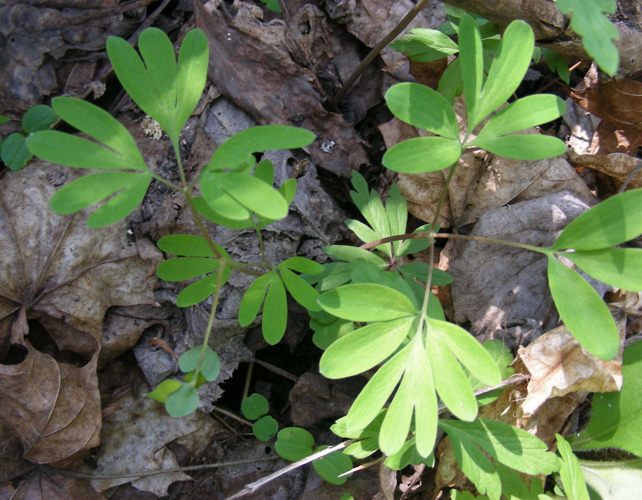 Image de Corydalis intermedia (L.) Merat