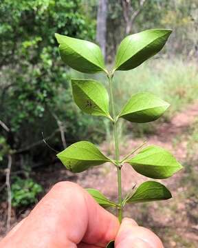 Image of Strychnos psilosperma F. Müll.