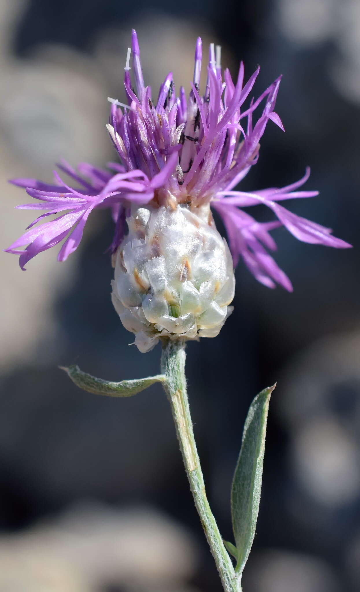 Image of Centaurea sarandinakiae Illarionova