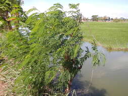 Plancia ëd Leucaena leucocephala (Lam.) de Wit