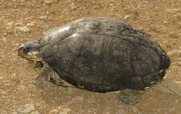 Image of Yellowbelly Mud Turtle