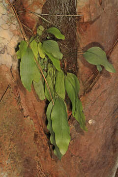 Image of golden polypody