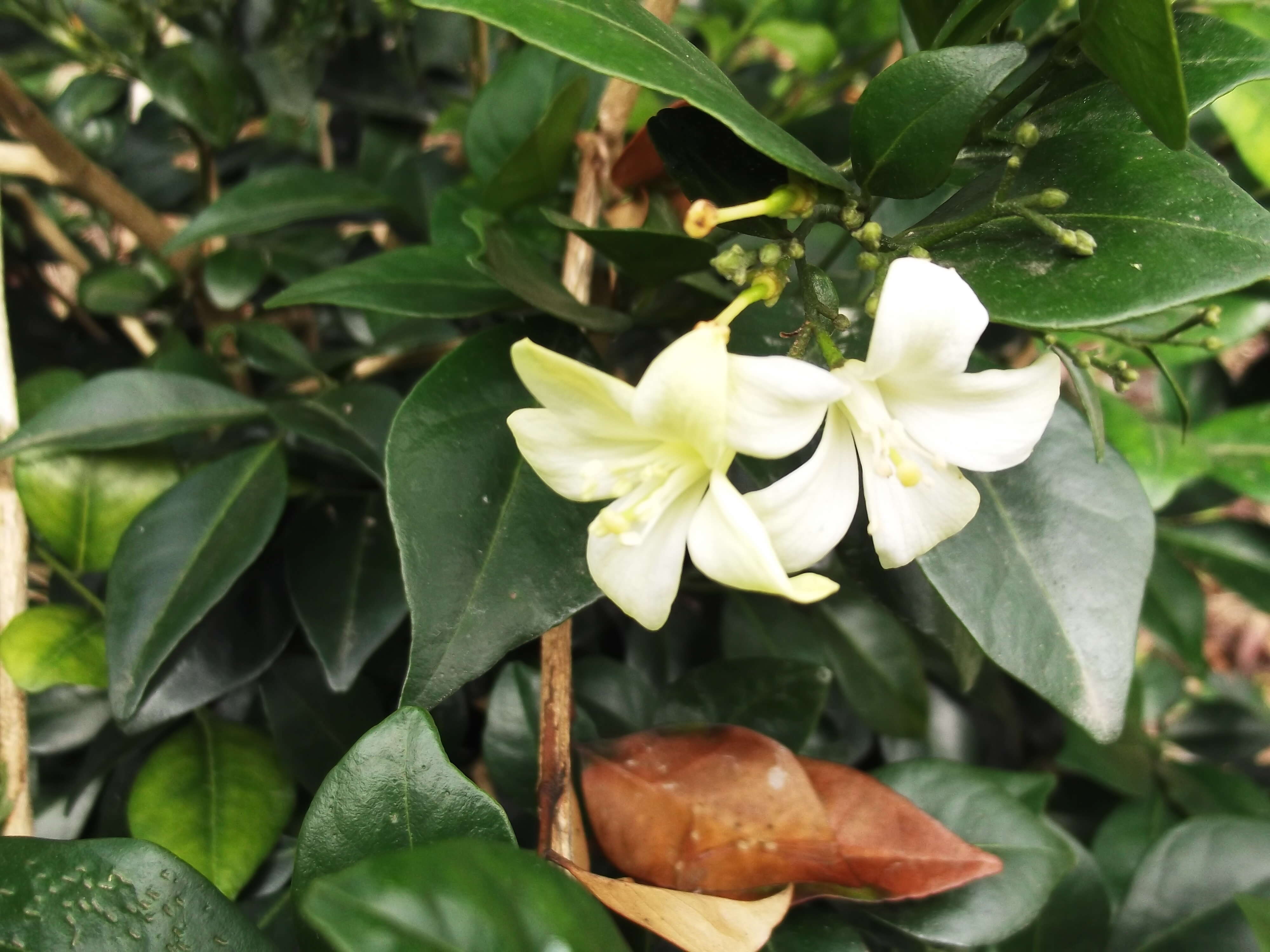 Image of Cape jasmine