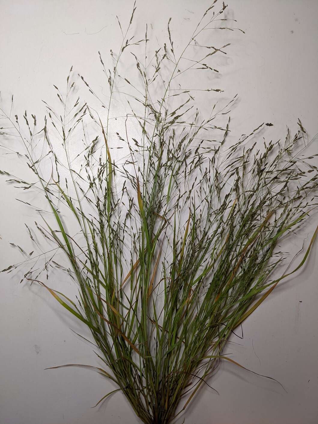 Imagem de Eragrostis pectinacea (Michx.) Nees