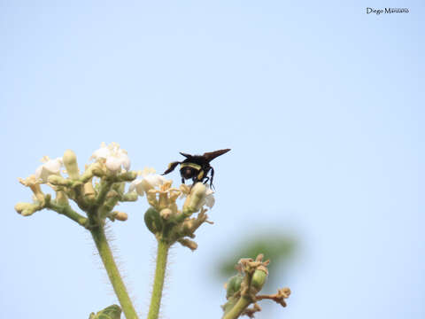 Imagem de Bombus mexicanus Cresson 1879