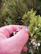 Image of Erica pubescens L.