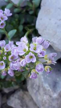 Imagem de Noccaea rotundifolia (L.) Moench