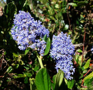 Image of Point Reyes ceanothus