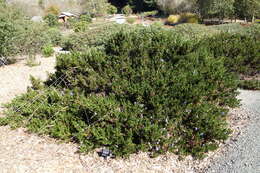 Image of Point Reyes ceanothus