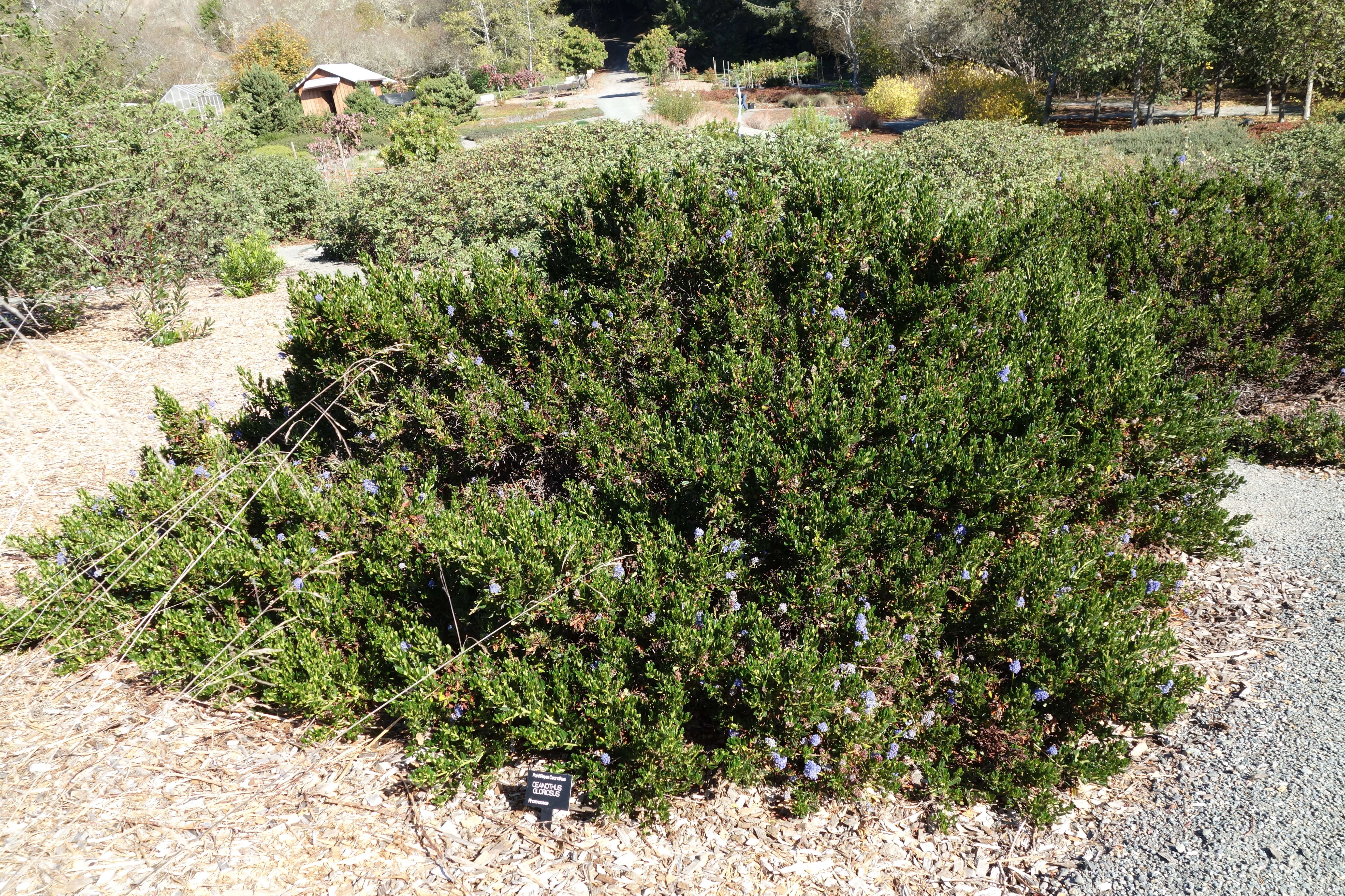 Image of Point Reyes ceanothus