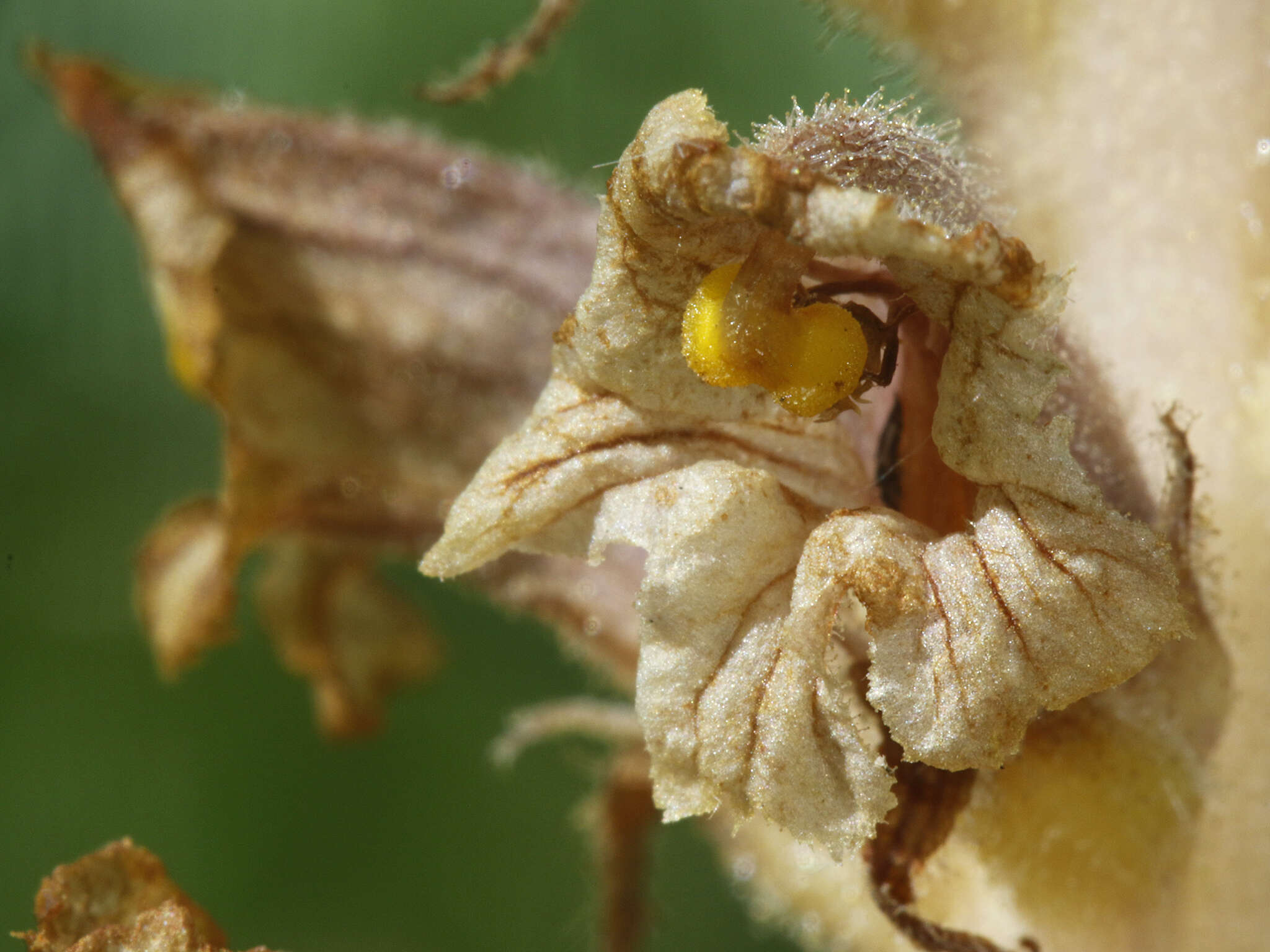 Слика од Orobanche alsatica subsp. libanotidis (Ruprecht) Pusch