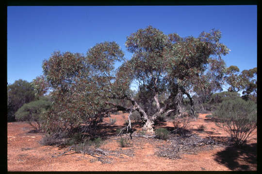 Image of Eucalyptus comitae-vallis Maiden