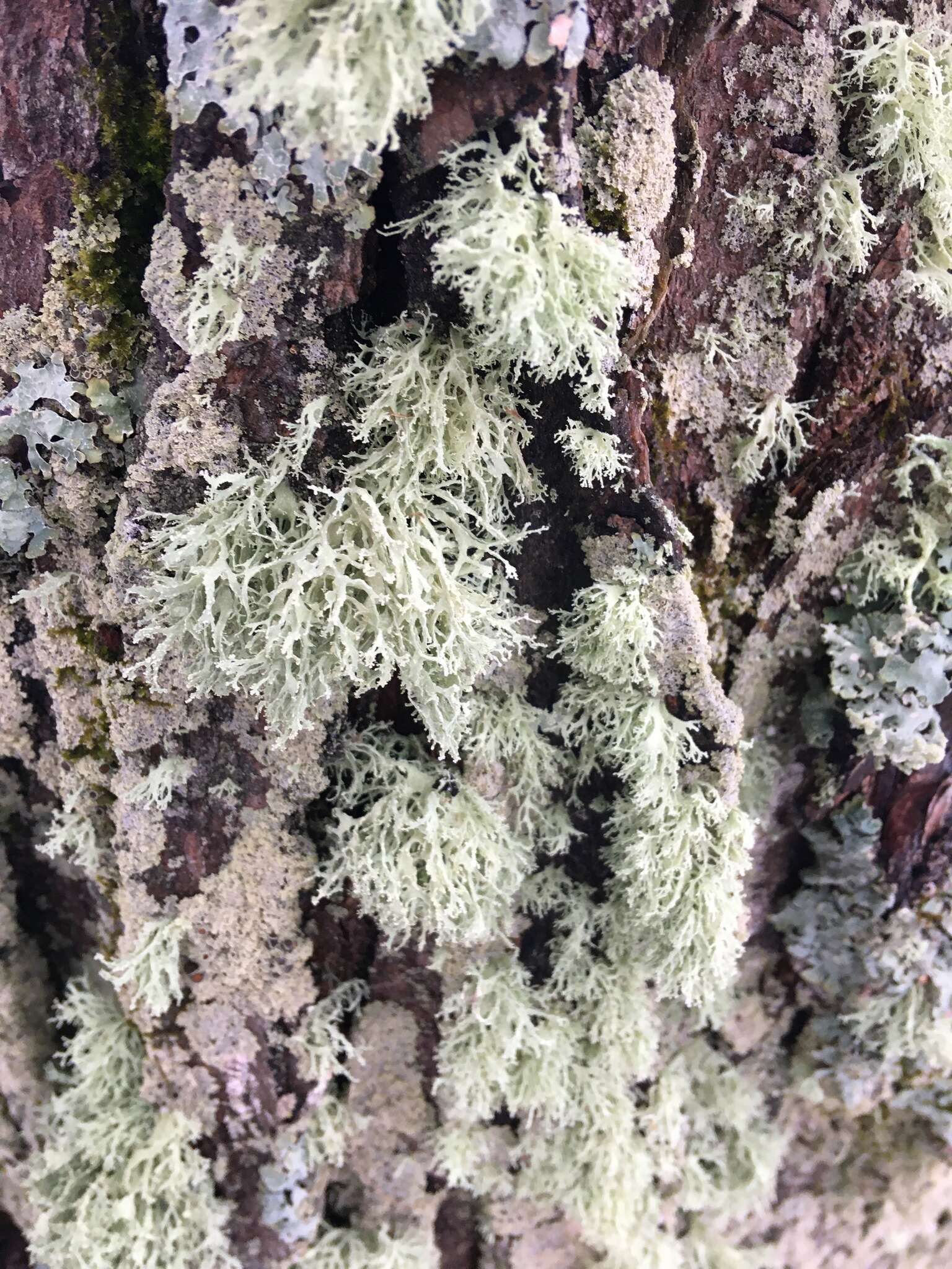 Image of intermediate cartilage lichen