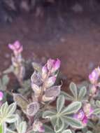 Image of Orcutt's lupine