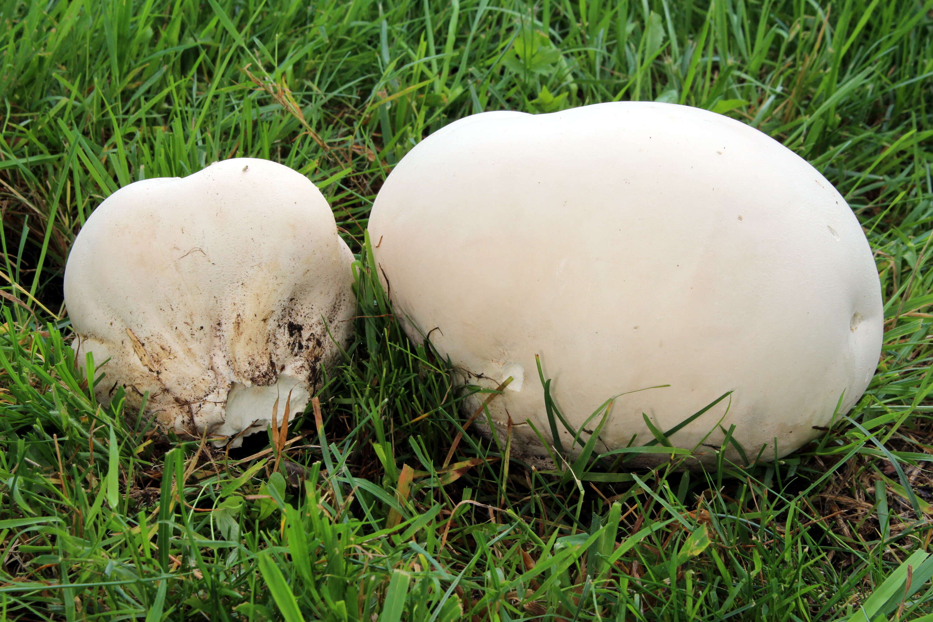 Image of Calvatia gigantea (Batsch) Lloyd 1904