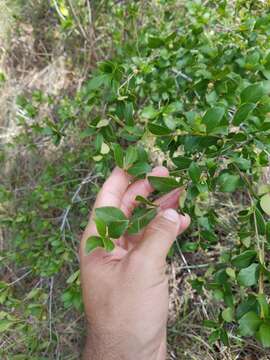 Image of Hammock Velvetseed