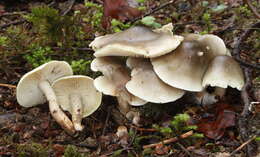 Image of soap tricholoma