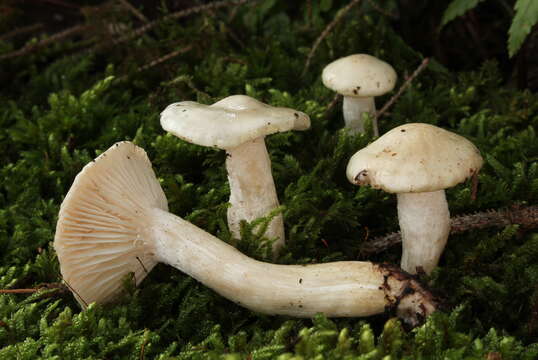 Image of gray almond waxy cap