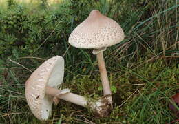 Macrolepiota mastoidea (Fr.) Singer 1951 resmi